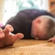 Epilepsy healing